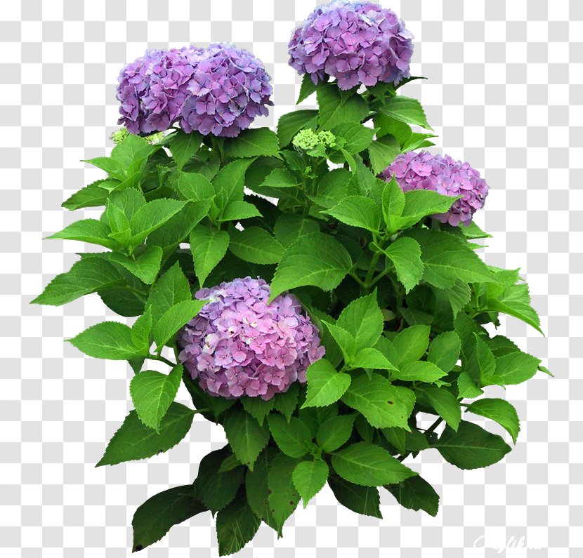 Flower Plant Tree - Layers - Lilac Transparent PNG