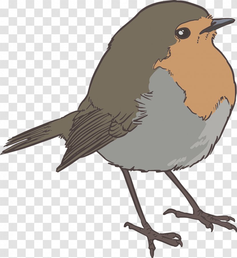 Bird - Beak - Sparrow Transparent PNG
