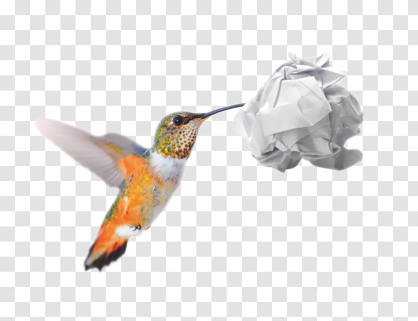 Hummingbird M Recycling Conflagration Forest Wildfire - Animal - Colibri Transparent PNG