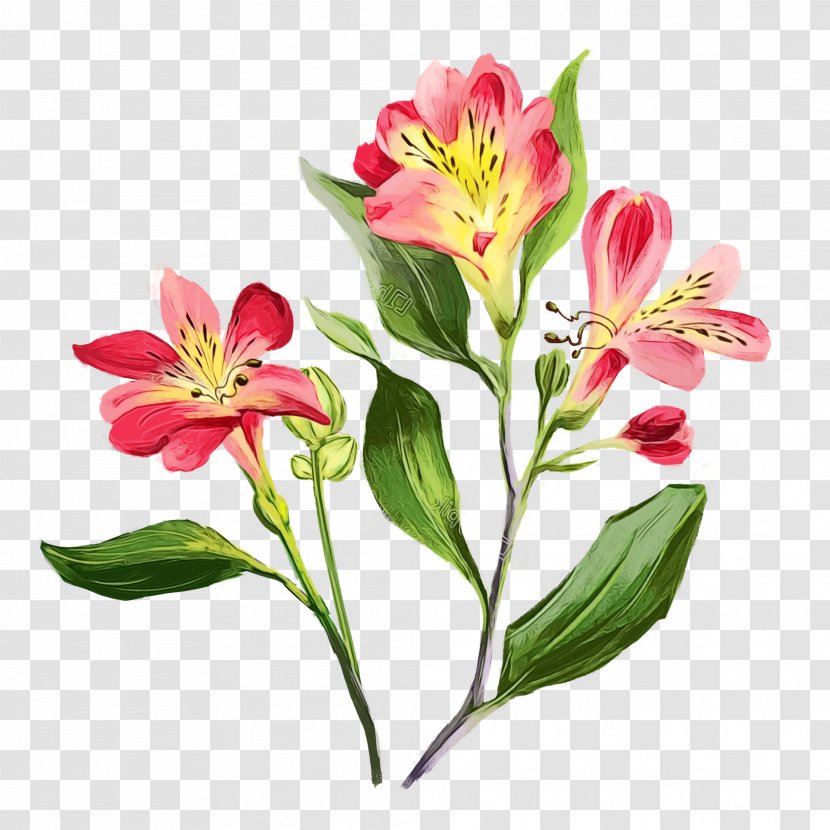 Lily Of The Incas Cut Flowers Floral Design - Pedicel Transparent PNG