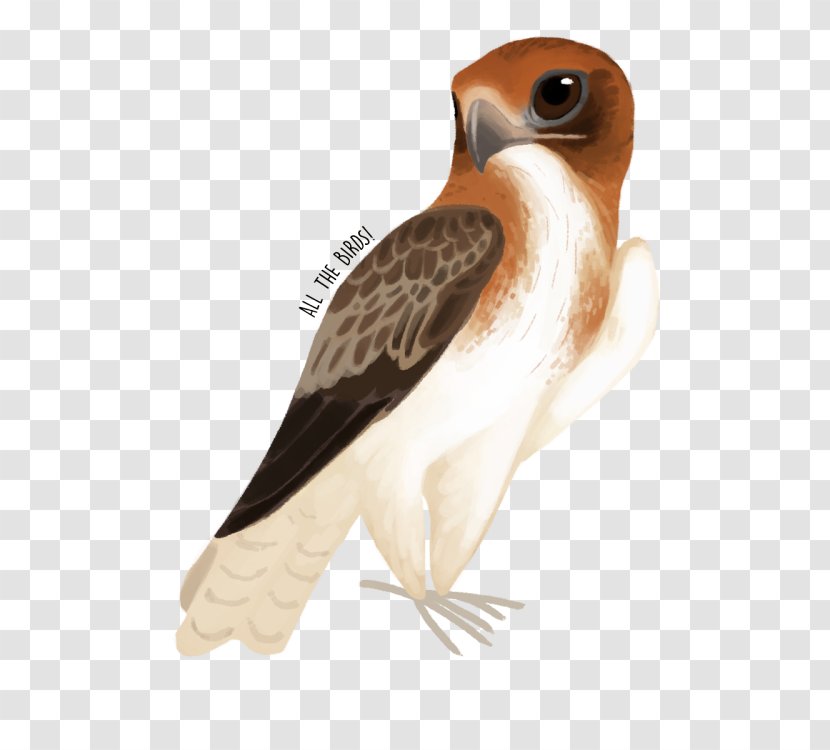 Owl Fauna Hawk Beak Feather - Falcon Transparent PNG