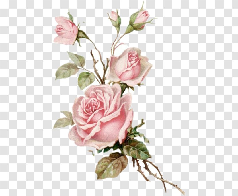 Rose Clip Art Image Flower - Floribunda - Aesthetic Drawings Transparent PNG