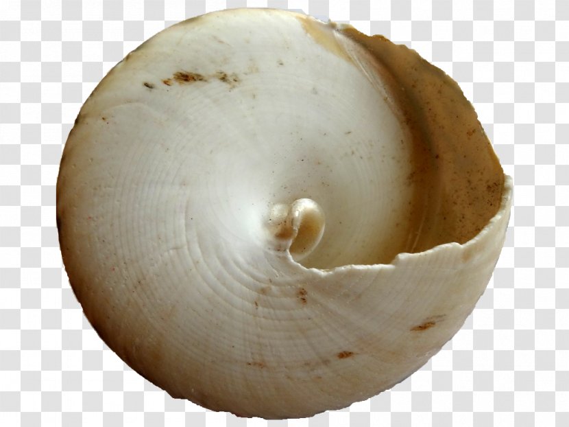 Seashell - Clams Oysters Mussels And Scallops Transparent PNG