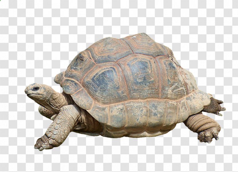 Box Turtles Tortoise Reptile Common Snapping Turtle - Emydidae Transparent PNG