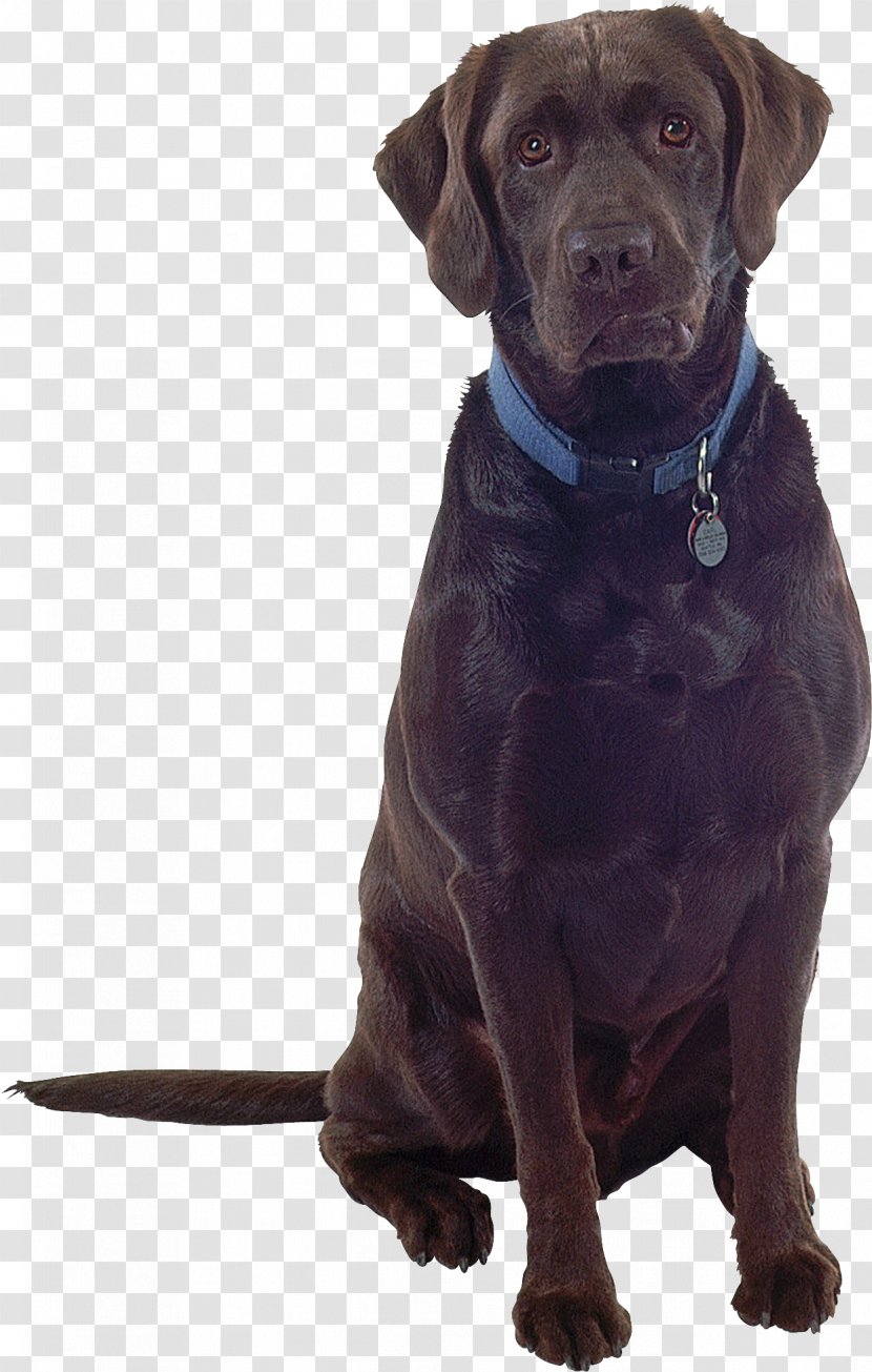 Labrador Retriever Dog Breed PhotoScape Companion - Gimp - Black Puppy Transparent PNG