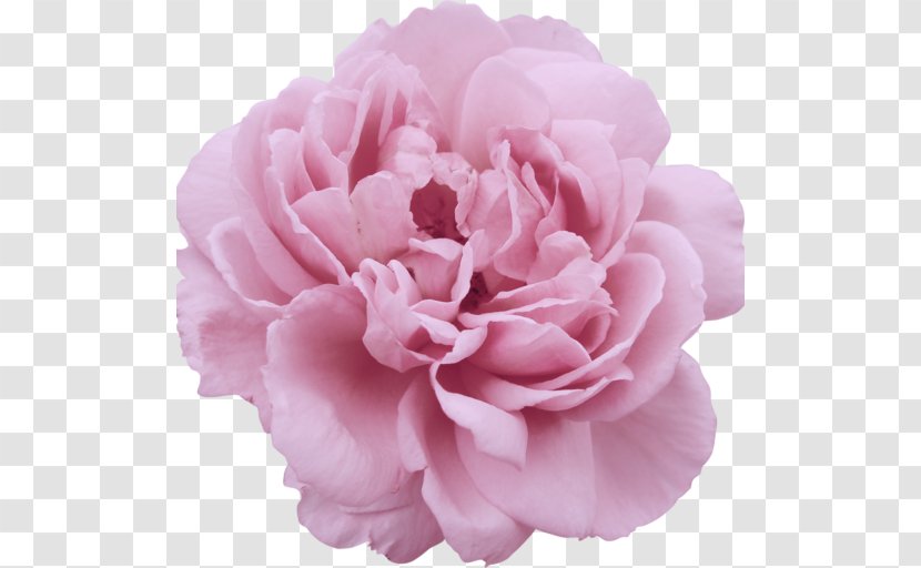 Garden Roses Centifolia Flower Parfumerie - Flowering Plant - Camellia Transparent PNG
