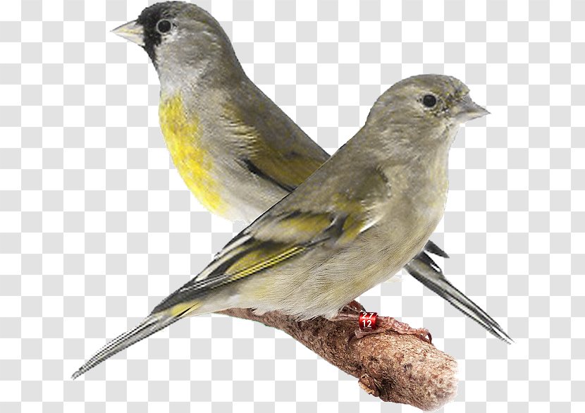 Domestic Canary Eurasian Siskin Lawrence's Goldfinch European Pine - Black - Bird Transparent PNG