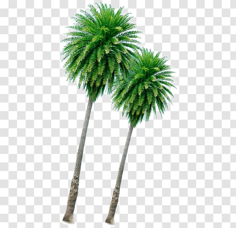Acai Psd Files - Coconut - Desert Palm Transparent PNG