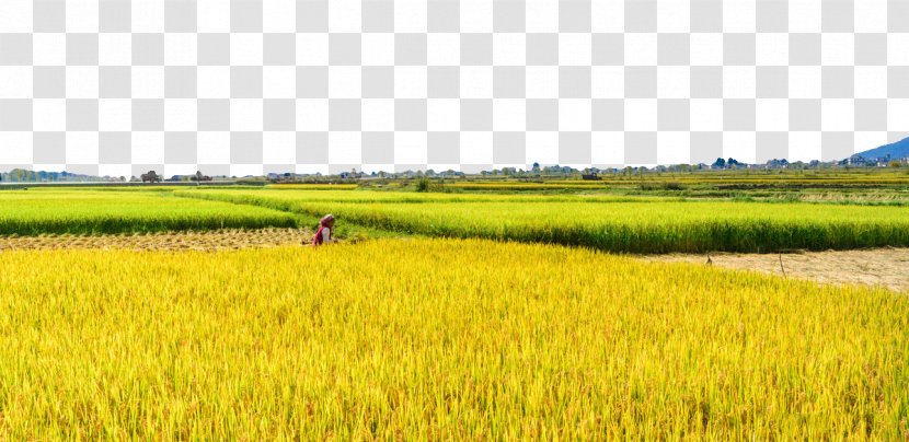 Paddy Field Rice Oryza Sativa - Dali Fields Transparent PNG