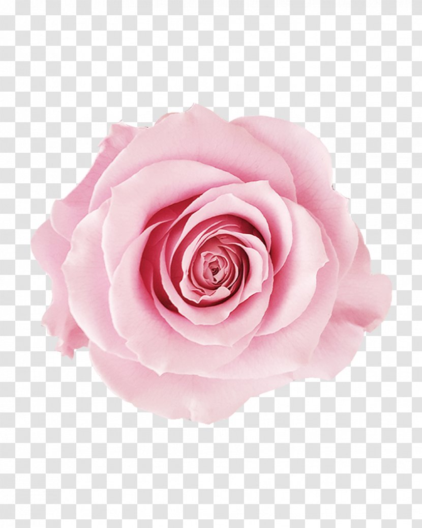 Centifolia Roses Pink Garden Peach Rosaceae - Petal - Rose Transparent PNG