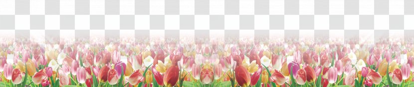 Petal Close-up Computer Wallpaper - Flower - Tulip Flowers Transparent PNG