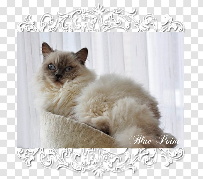 Ragdoll Birman Ragamuffin Cat Balinese Kitten Transparent PNG