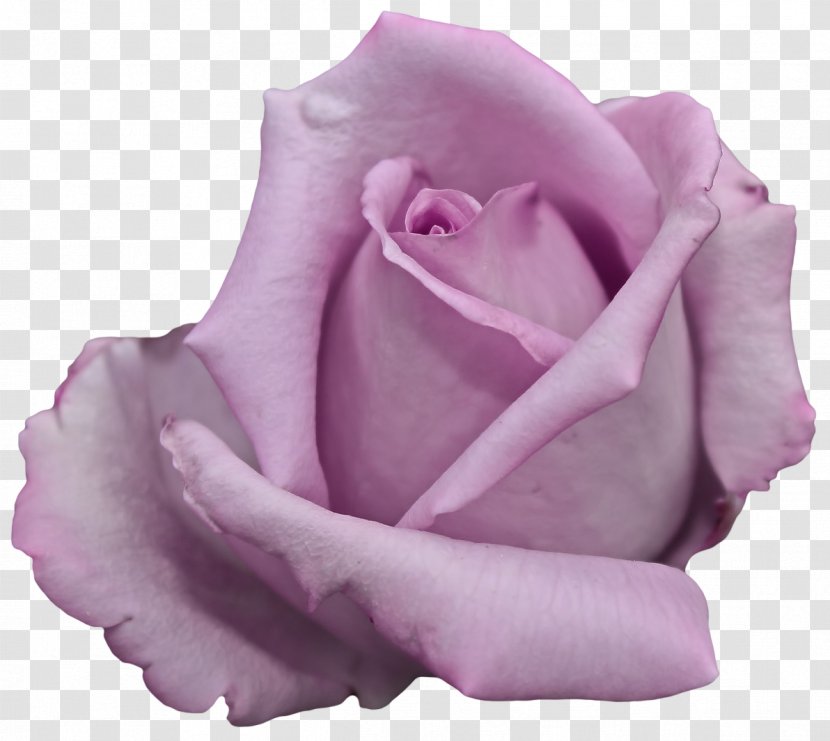Pressed Flower Craft Garden Roses Artificial Cut Flowers - Rose - Blue Transparent PNG