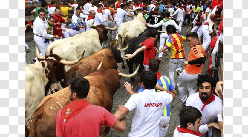 San Fermín Pamplona Taurine Cattle Ox Pack Animal - Mammal - Firmino Transparent PNG