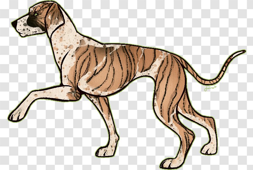 Spanish Greyhound Italian Sloughi Whippet - Dalmatian Dog Transparent PNG
