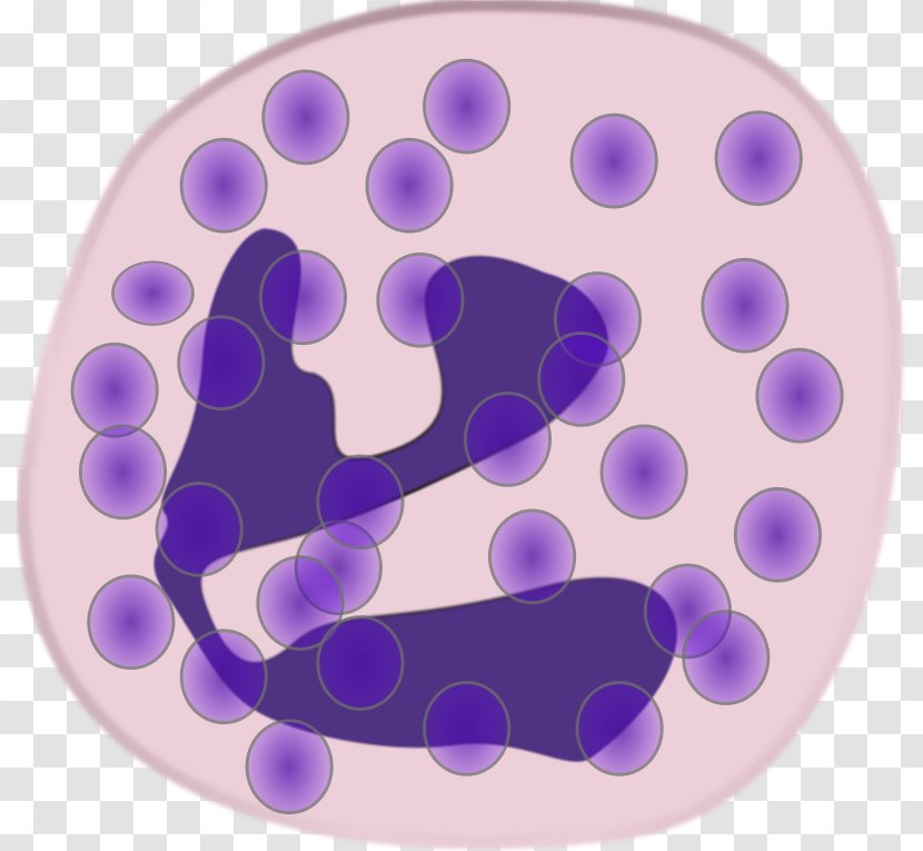 Neutrophil White Blood Cell Granulocyte Monocyte - Violet Transparent PNG