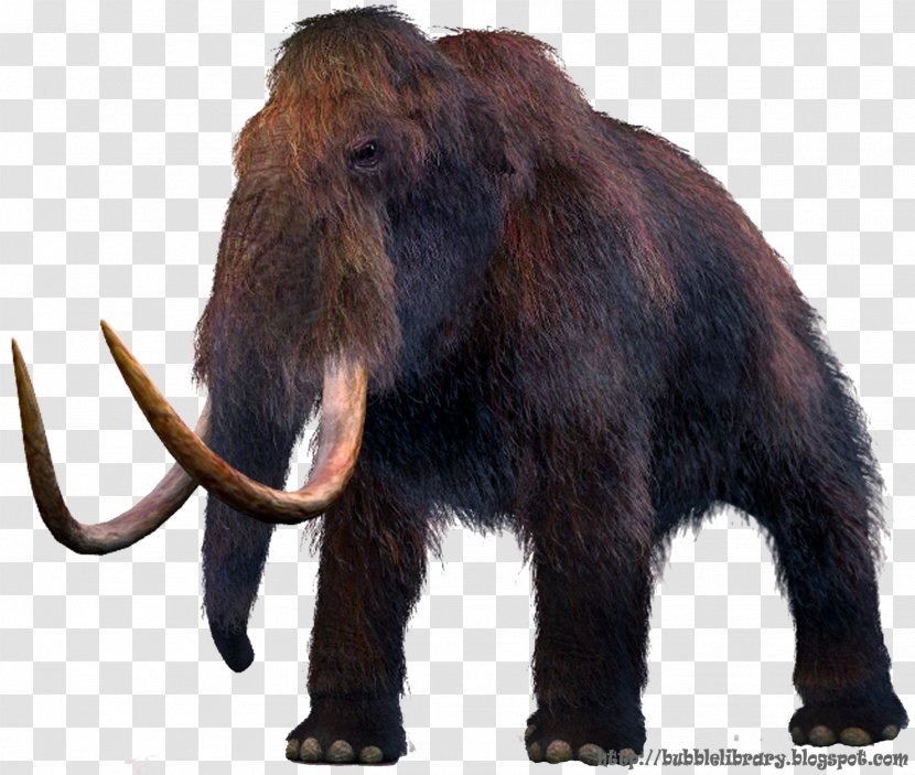 Mammuthus Meridionalis Woolly Mammoth Columbian Extinction Rhinoceros - Wildlife - Ice Age Transparent PNG