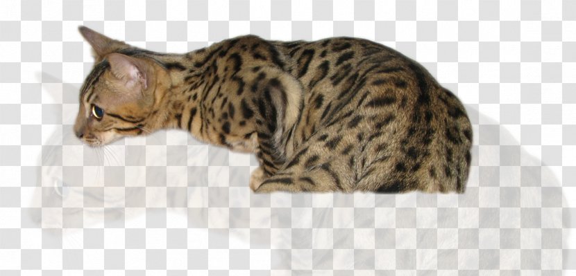 Dragon Li Bengal Cat Toyger California Spangled Ocicat - Domestic Shorthaired - Kitten Transparent PNG