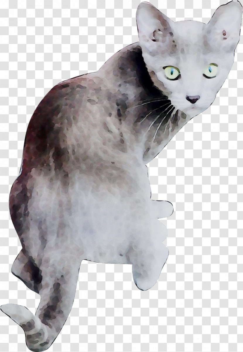 Devon Rex American Wirehair Whiskers Domestic Short-haired Cat Transparent PNG