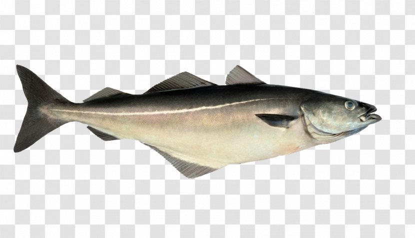Pollock Pollack Atlantic Cod Haddock - Angler - Shoal Of Fish Transparent PNG