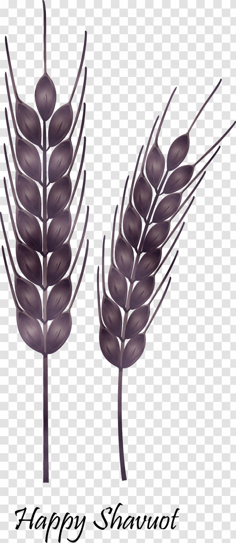 Wheat Transparent PNG