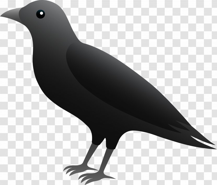 Common Raven Rook Carrion Crow Clip Art - Bird Cliparts Transparent PNG
