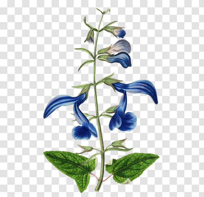 Common Sage Gentian Botanical Illustration Botany - Drawing - Plant Transparent PNG