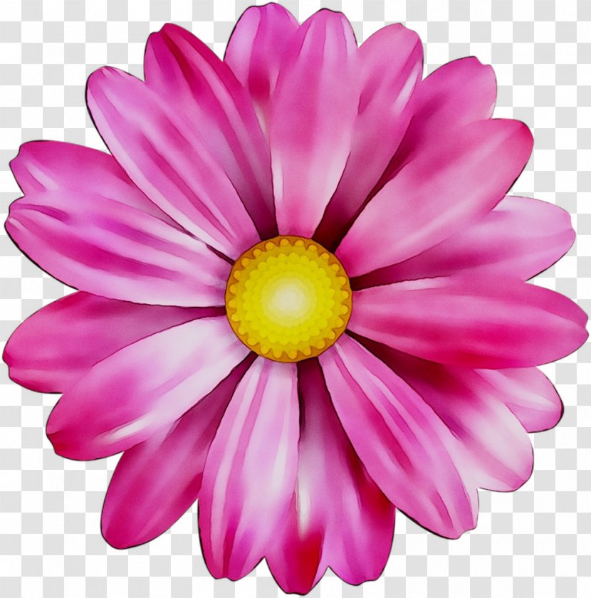 Chrysanthemum Marguerite Daisy Cut Flowers Family Dahlia - Petal - Flowering Plant Transparent PNG
