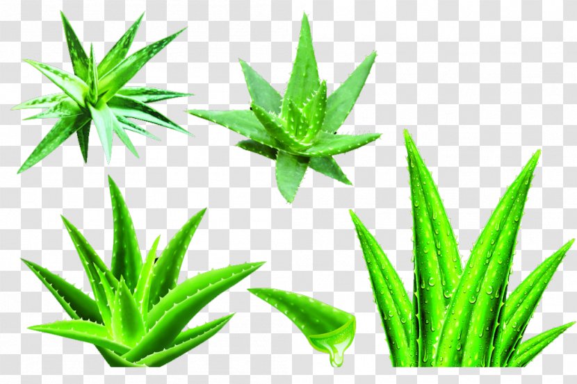 Aloe Vera Gel Raster Graphics - Collection Transparent PNG