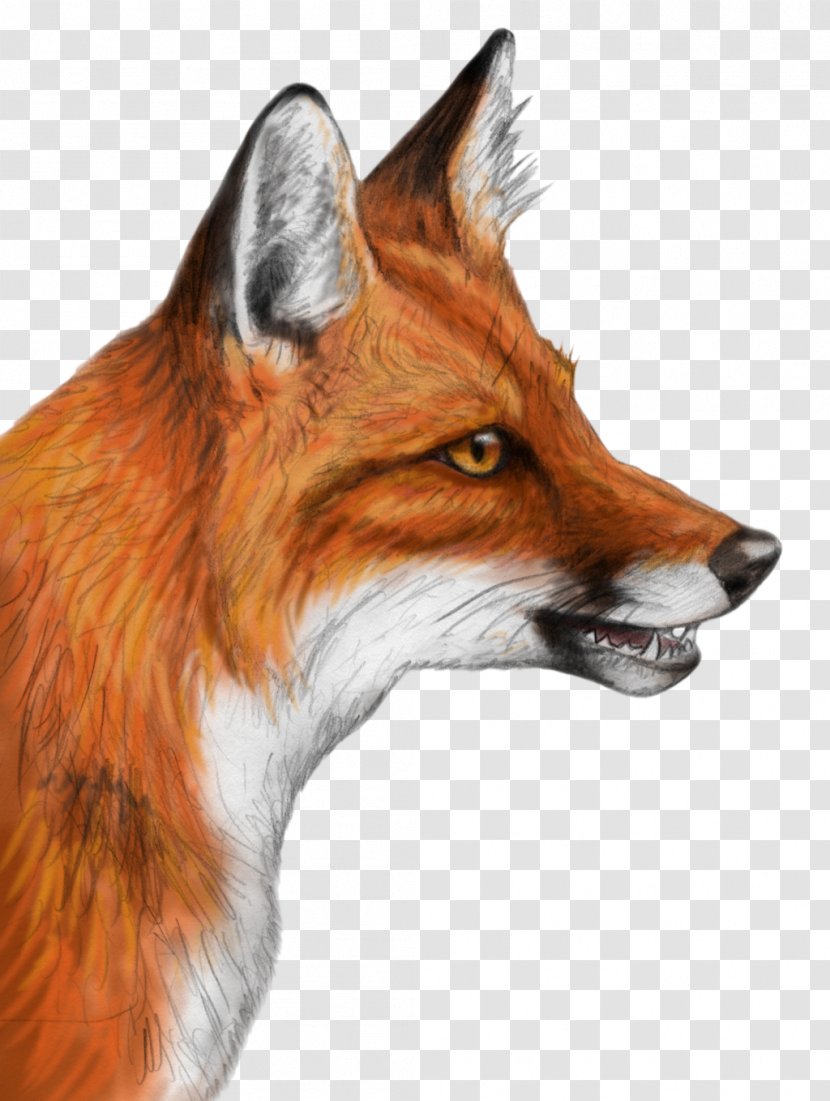 Red Fox Drawing Gray Wolf - Dog Like Mammal Transparent PNG