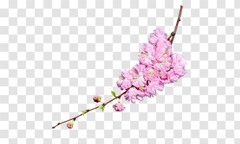 Cherry Blossom Flower Clip Art - Lilac Transparent PNG