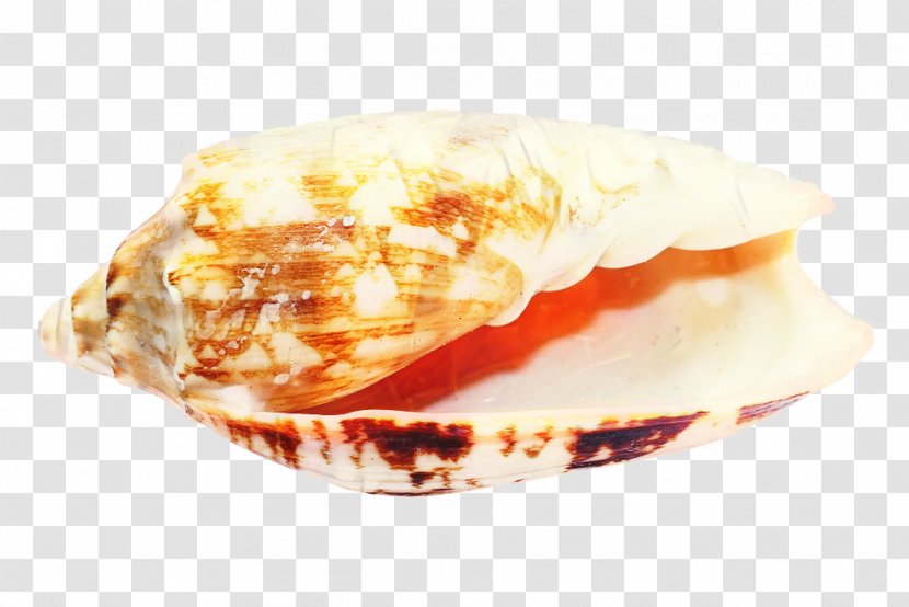 Snail Cartoon - Dish - Shell Dessert Transparent PNG