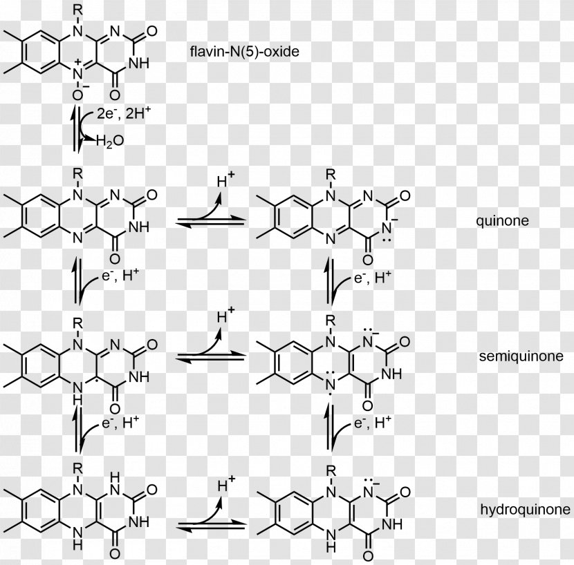 Flavin Adenine Dinucleotide Semiquinone Group Mononucleotide Redox - Hydroquinone - Monochrome Photography Transparent PNG