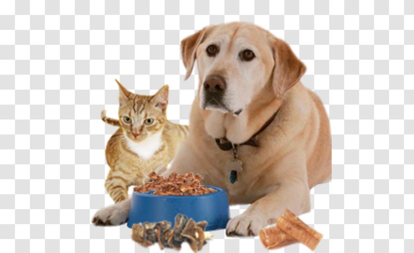 Dog Pet Sitting Cat Food Puppy - Orijen Transparent PNG