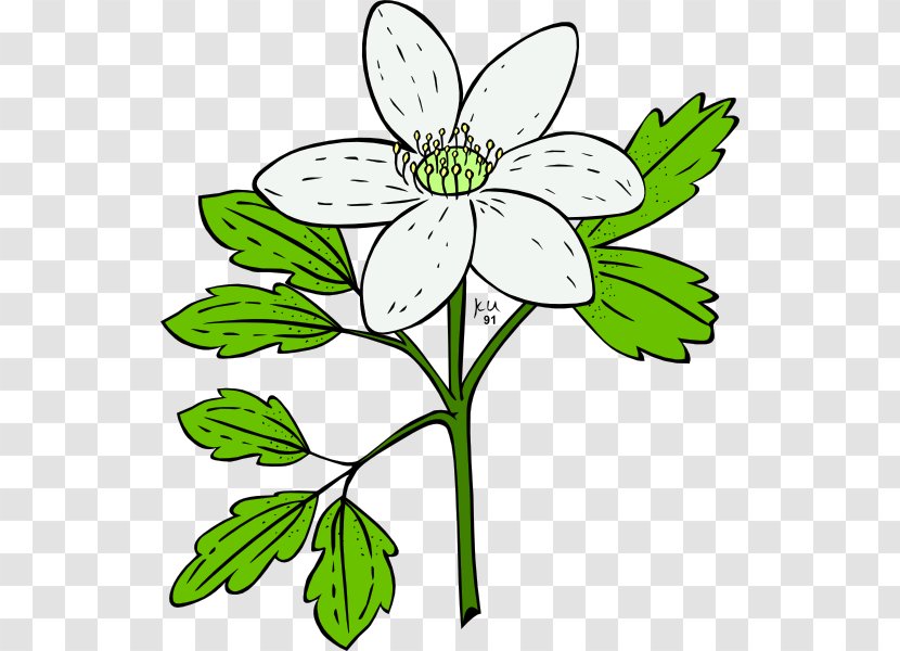 Flower Plant Anemone Clip Art - Herbaceous Transparent PNG