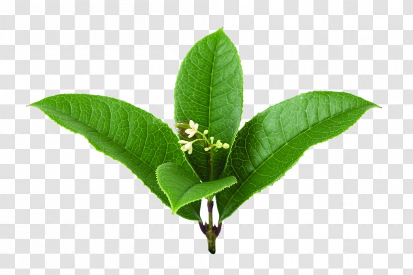 Sweet Osmanthus Leaf Cherry Blossom - Lossless Compression - Picture Transparent PNG