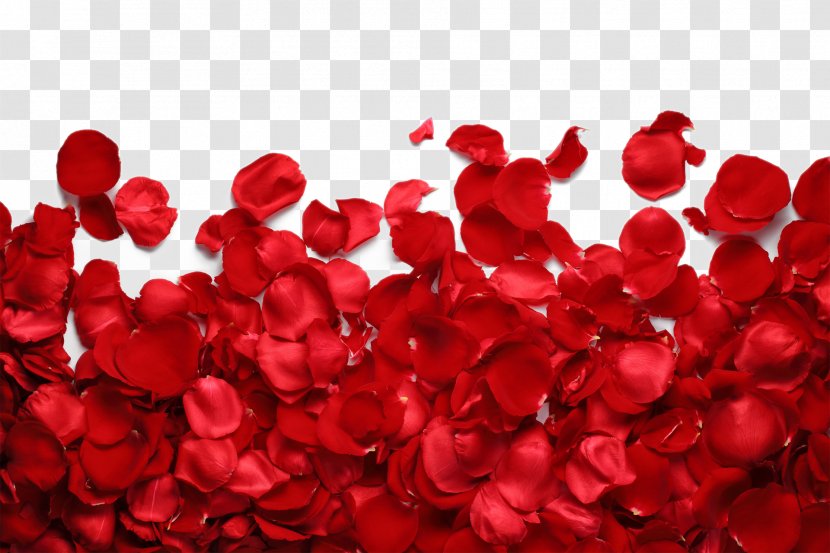 Petal Garden Roses Flower Red - Heart - Petals Transparent PNG