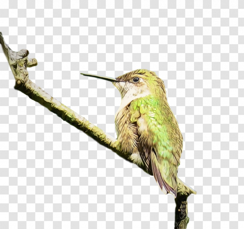 Hummingbird Transparent PNG