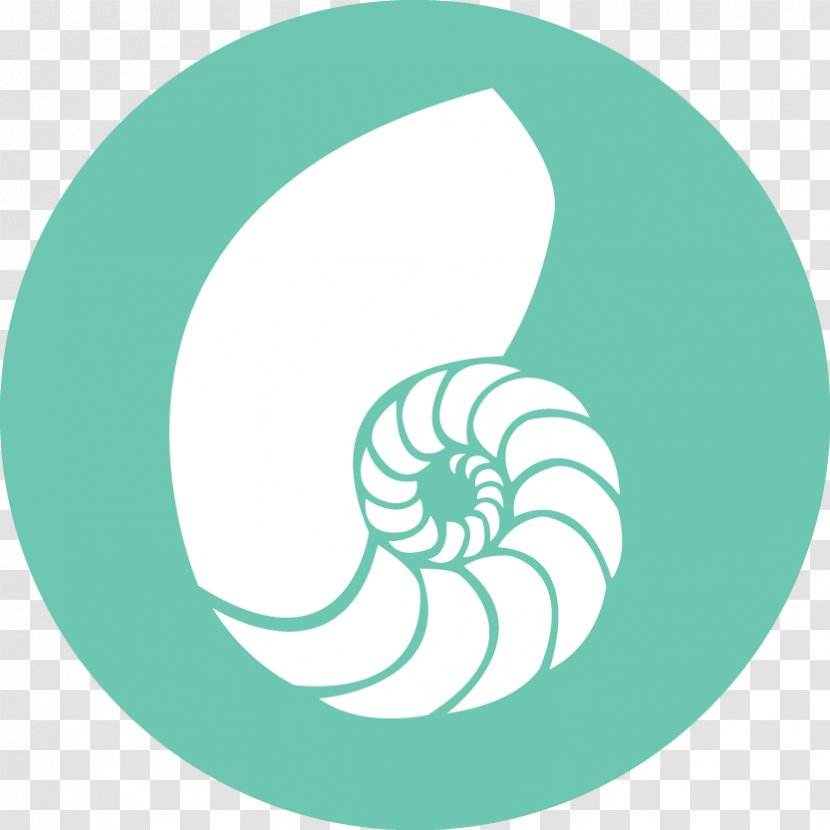 Nautilidae Chambered Nautilus Synonyms And Antonyms Seashell Ammonites Transparent PNG
