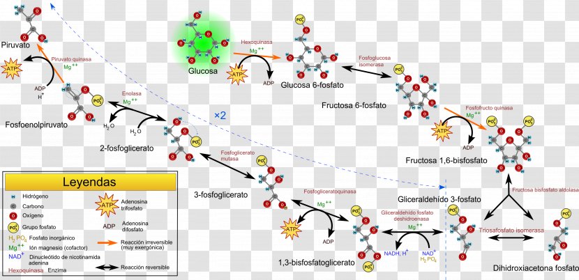 Gluconeogenesis Metabolic Pathway Glycolysis Citric Acid Cycle Catabolism - Adenosine Triphosphate Transparent PNG