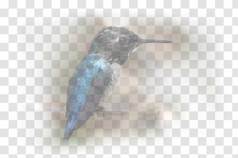 Hummingbird M Fauna Beak - Bird - Colibri Transparent PNG