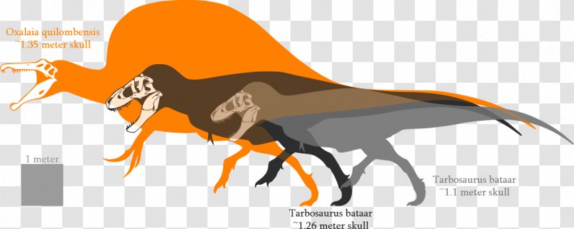 Tyrannosaurus Tarbosaurus Spinosaurus Carnotaurus Giganotosaurus - Carcharodontosaurus - Dinosaur Transparent PNG