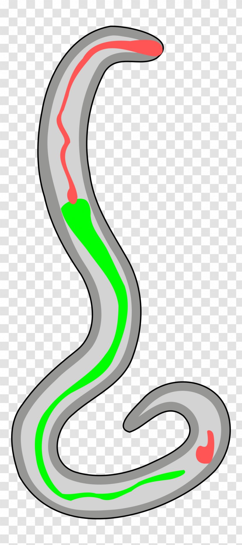 Hookworm Infection Nippostrongylus Brasiliensis Clip Art - Symbol - Organism Transparent PNG