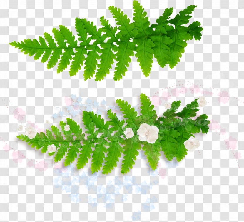 Leaf Fern Vascular Plant Burknar - Green Leaves Transparent PNG