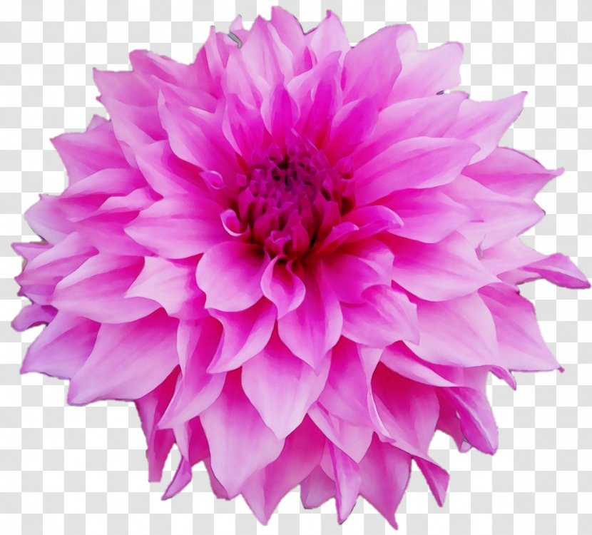 Pink Flower Cartoon - Cornflower - Family Gerbera Transparent PNG