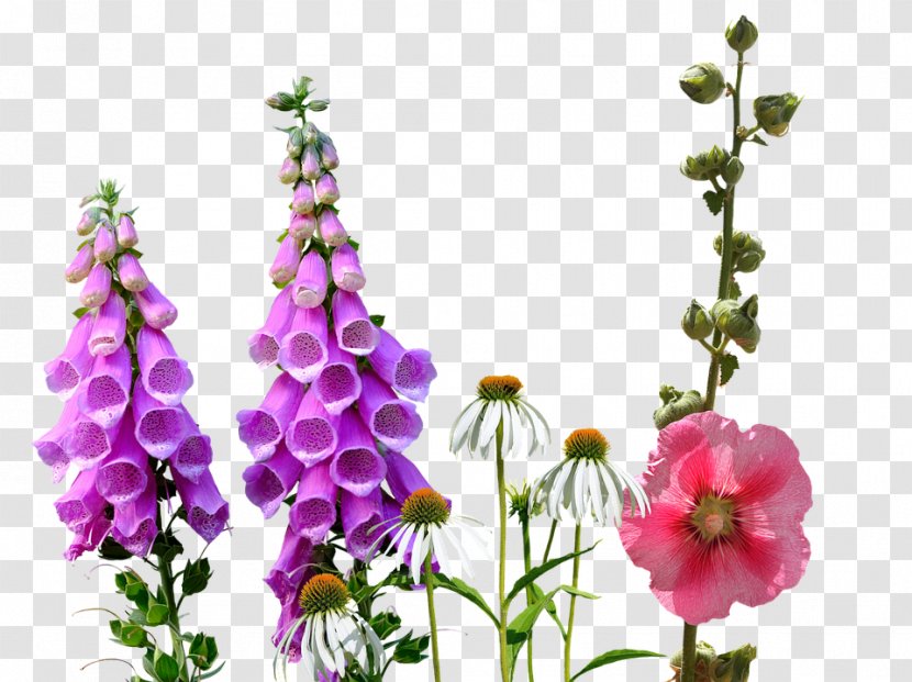 Wildflower - Information - Wild Flowers Transparent PNG