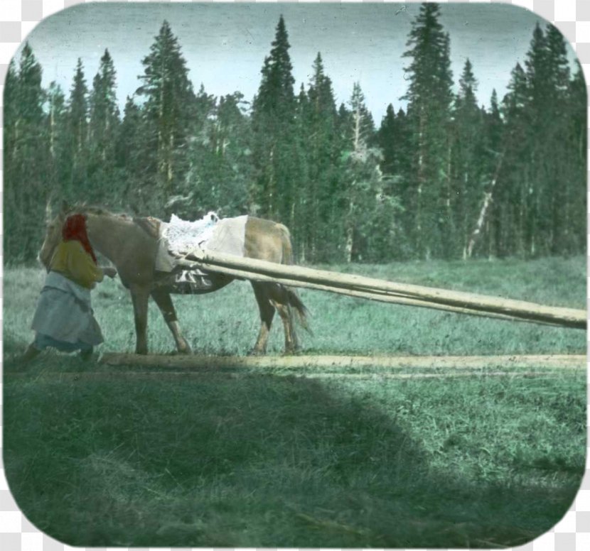 Bighorn Mountains Horse Harnesses Stallion Buffalo Bill Center Of The West - Ecosystem Transparent PNG