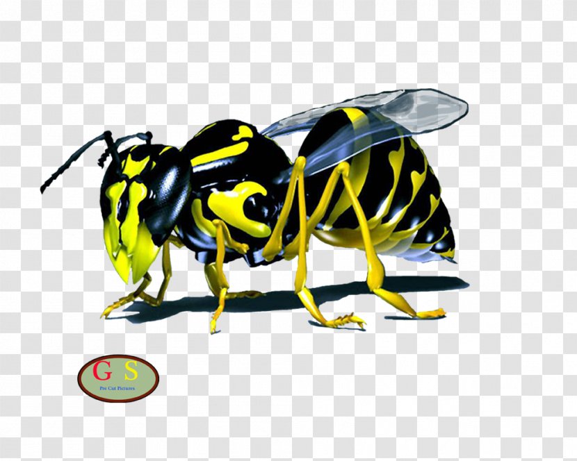 Western Honey Bee Wasp Hornet Maya - Yellow Transparent PNG