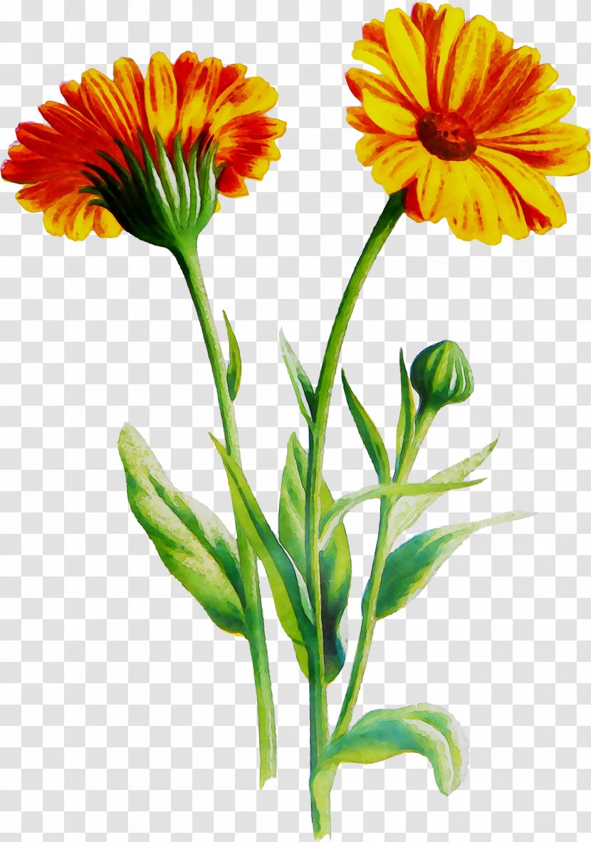 Transvaal Daisy Cut Flowers Blanket English Marigold Annual Plant - Plants - Flower Transparent PNG