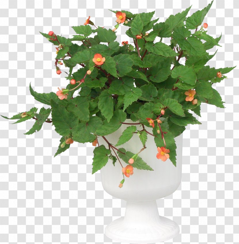 Flowerpot Green Clip Art - Vase - Flower Transparent PNG